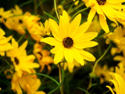 Group Of Yellow Flowers