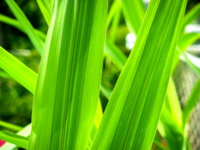Closeup Of Green Leaves