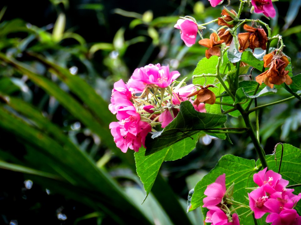 Hot Pink Flowers On Green Plant