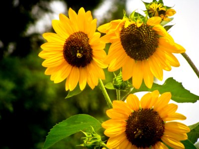 Three Sunflowers photo