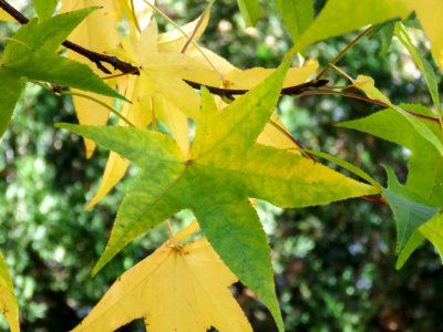 Green And Yellow Tree Leaves On Branches photo