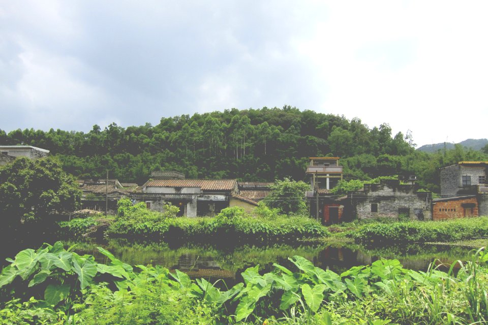 Village By A Forest With Green Plants