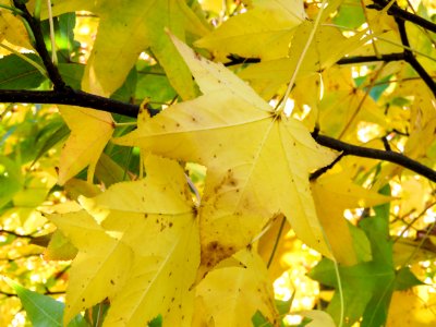 Yellow And Green Tree Leaves With Branches photo