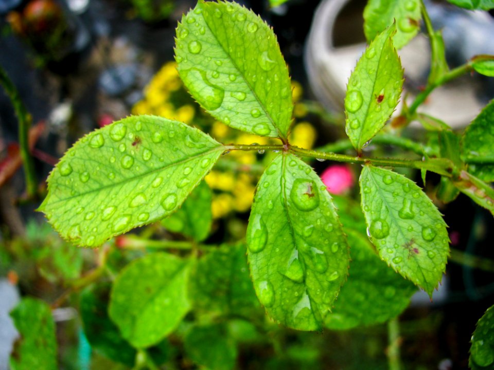 Leaves On Rose Plant With Water Droplets