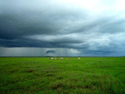 Grazing Animals On Open Grassland