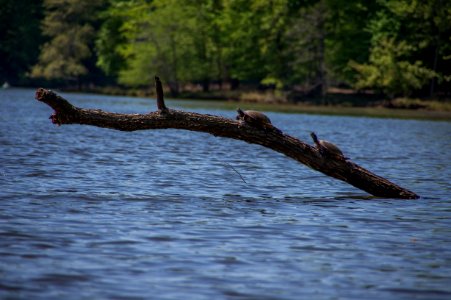 Kayaking At Fountainhead