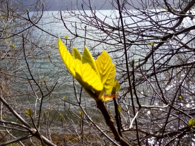 Natural Landscape Wood Twig Trunk photo