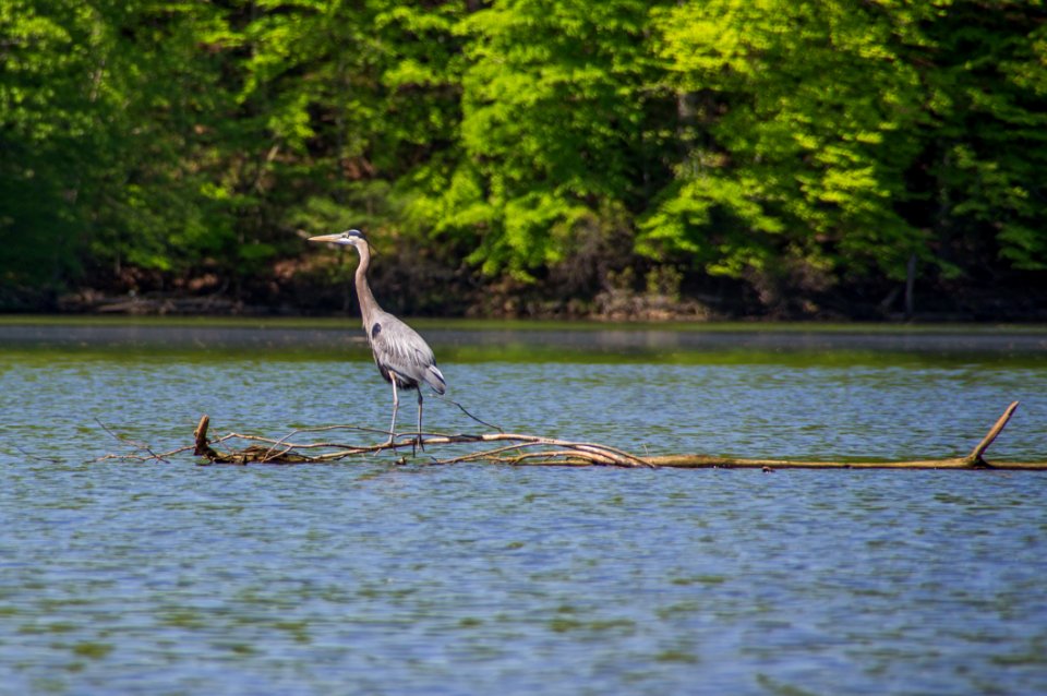 Kayaking At Fountainhead