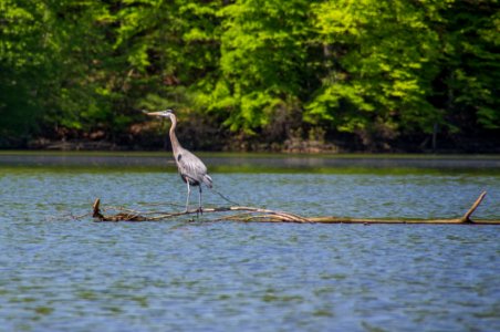 Kayaking At Fountainhead photo