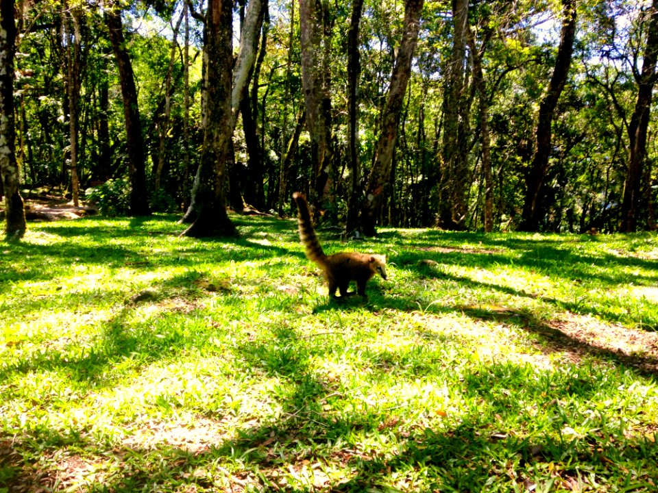 Quati No Parque Da Ferradura