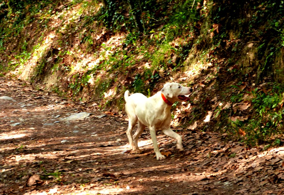 Hiking At Gualba (Montseny)