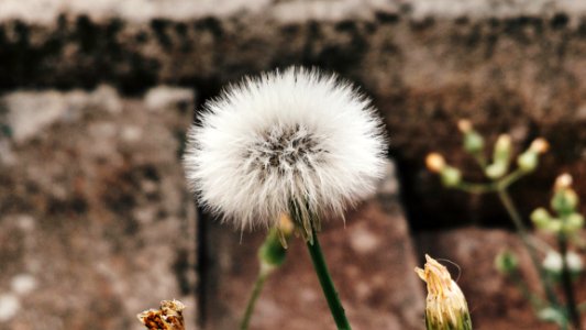 Close-up Of Dandelion