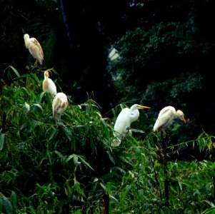 Herons photo