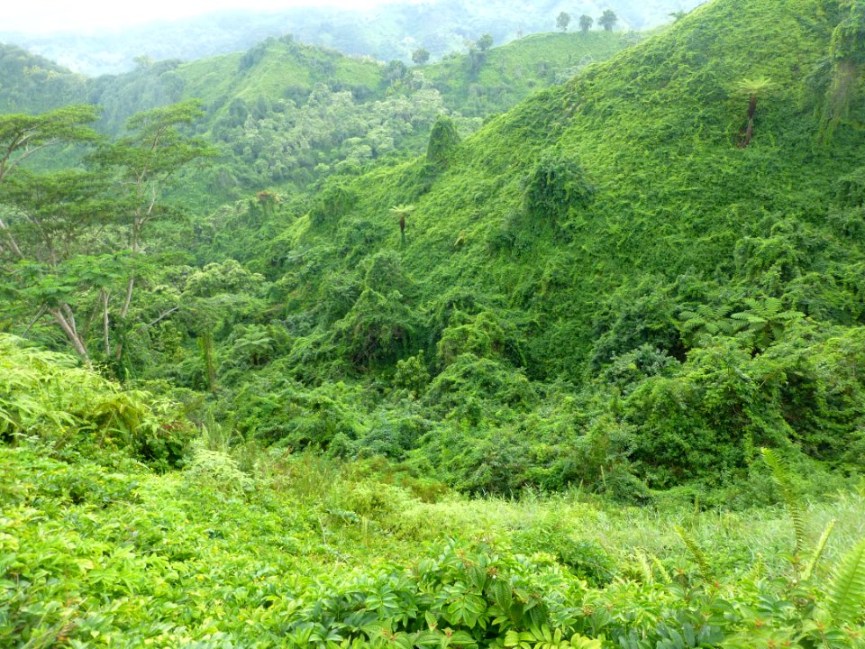 Plant Mountain Green Terrestrial Plant