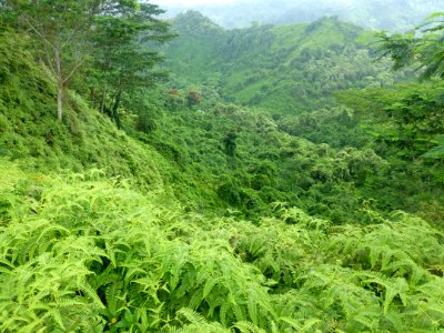 Plant Plant Community Ecoregion Mountain