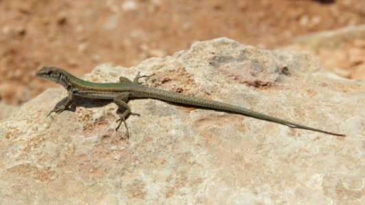 Iguania Reptile Lizard Scaled Reptile