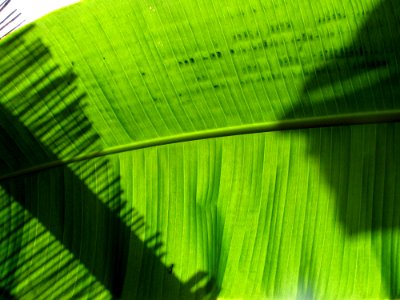 Green Natural Environment Botany Terrestrial Plant