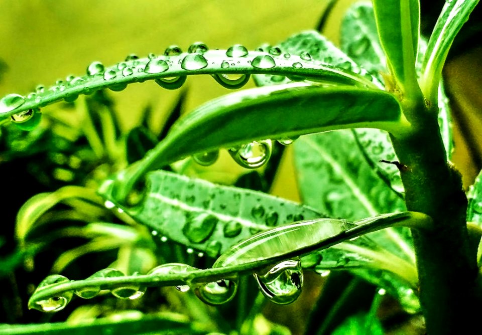 Beautiful Green Nature Water