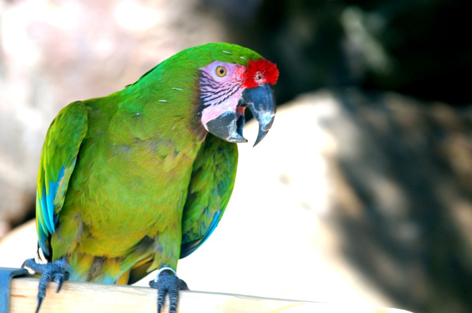 Military Macaw 2 photo