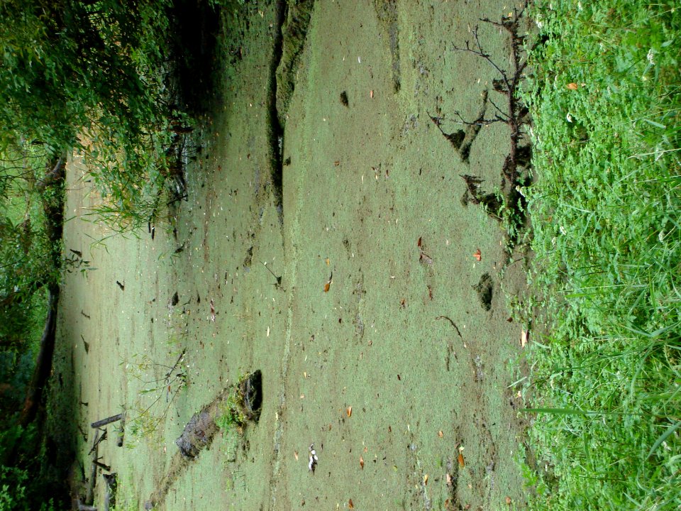Plant Plant Community Water Natural Landscape