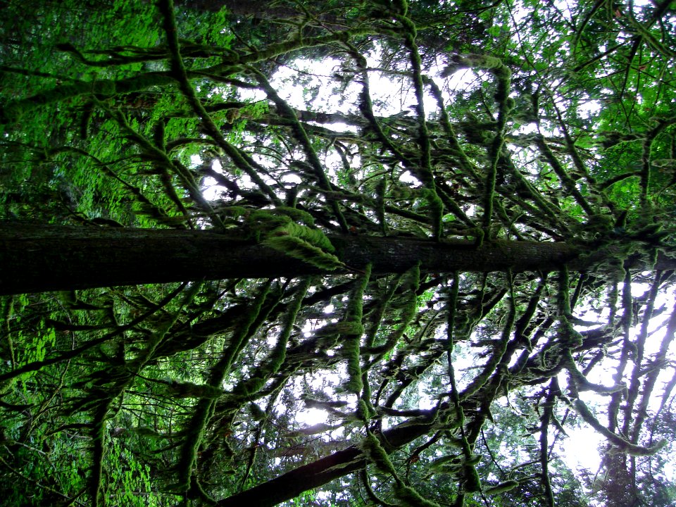 Plant Sky Natural Landscape Larch
