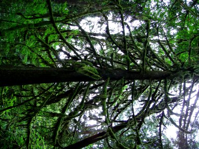 Plant Sky Natural Landscape Larch