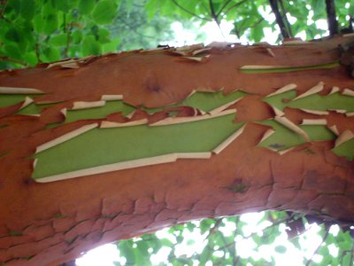 Botany Leaf Wood Branch