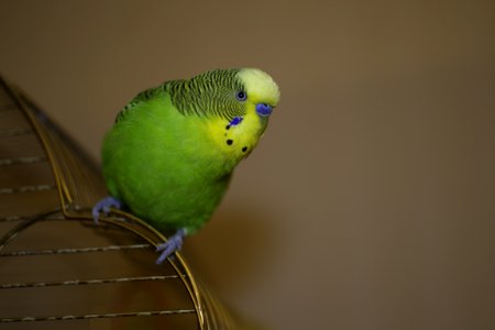 Wide Gamut Parrot