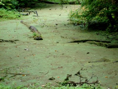 Plant Green Natural Landscape Terrestrial Plant
