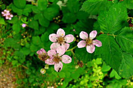 PUBLIC DOMAIN DEDICATION - Pixabay - Digionbew 11 04-07-16 Flowers With Insect LOW RES DSC04300