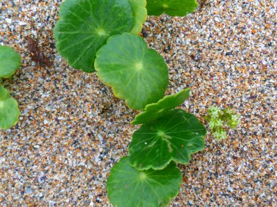 New Growth On The Beach