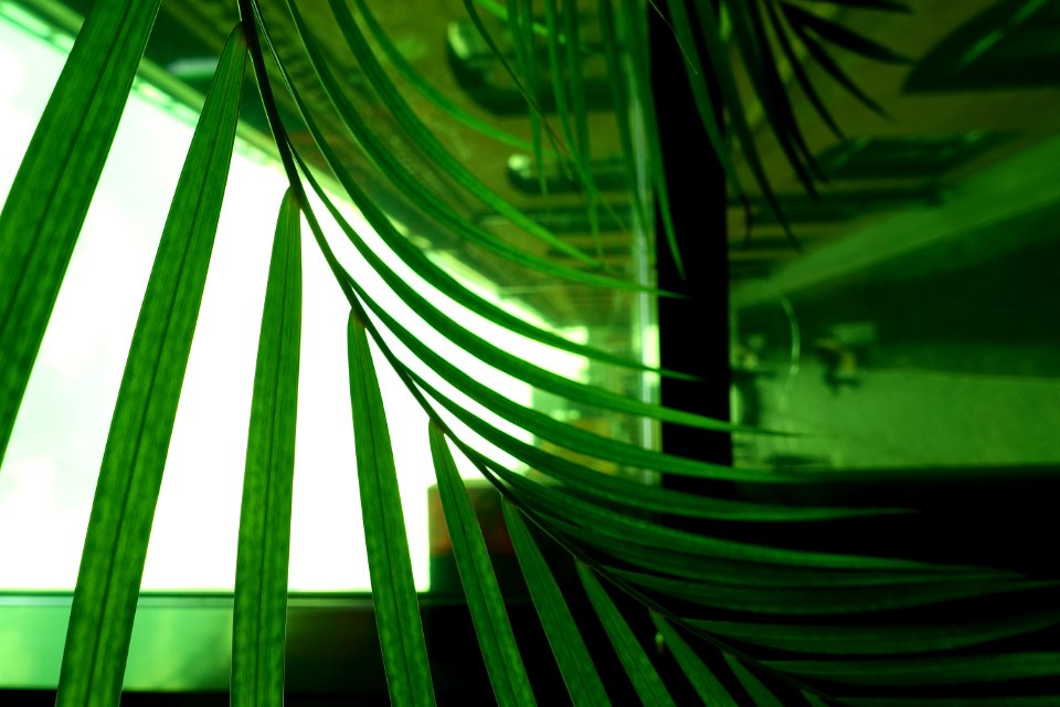 Leaf Green Nature Plant