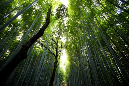 Bamboo Forest photo