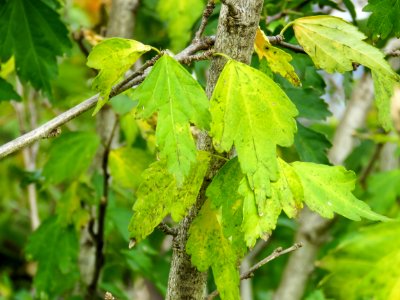 Green And Yellow Tree Leaves photo