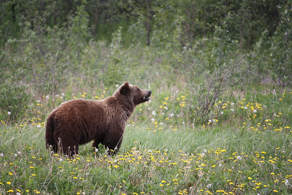 Bears canada alaska