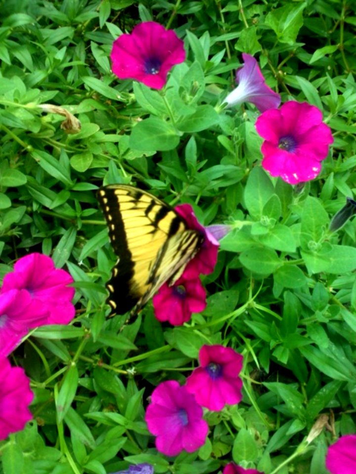 Butterfly