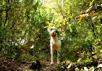Hiking At Gualba (Montseny)