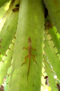 Lizard On Leaf photo