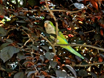 Urban Parrot photo