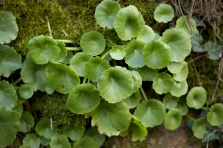Des Petites Succulentes De Muraille