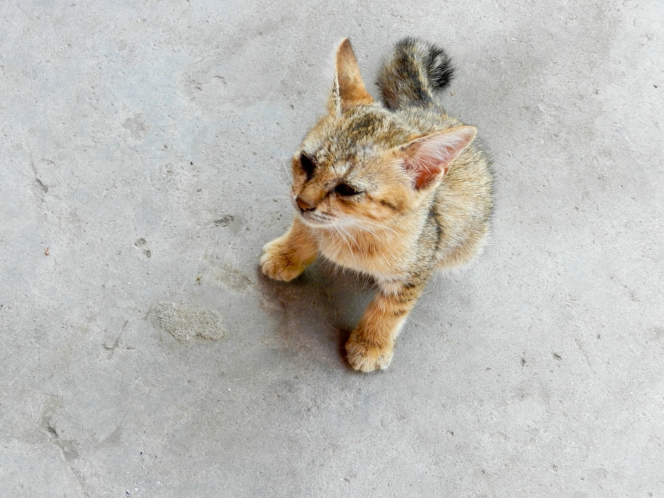 Feline homeless fur