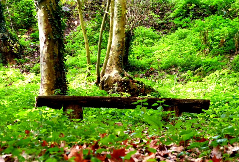 Hiking At Gualba (Montseny)