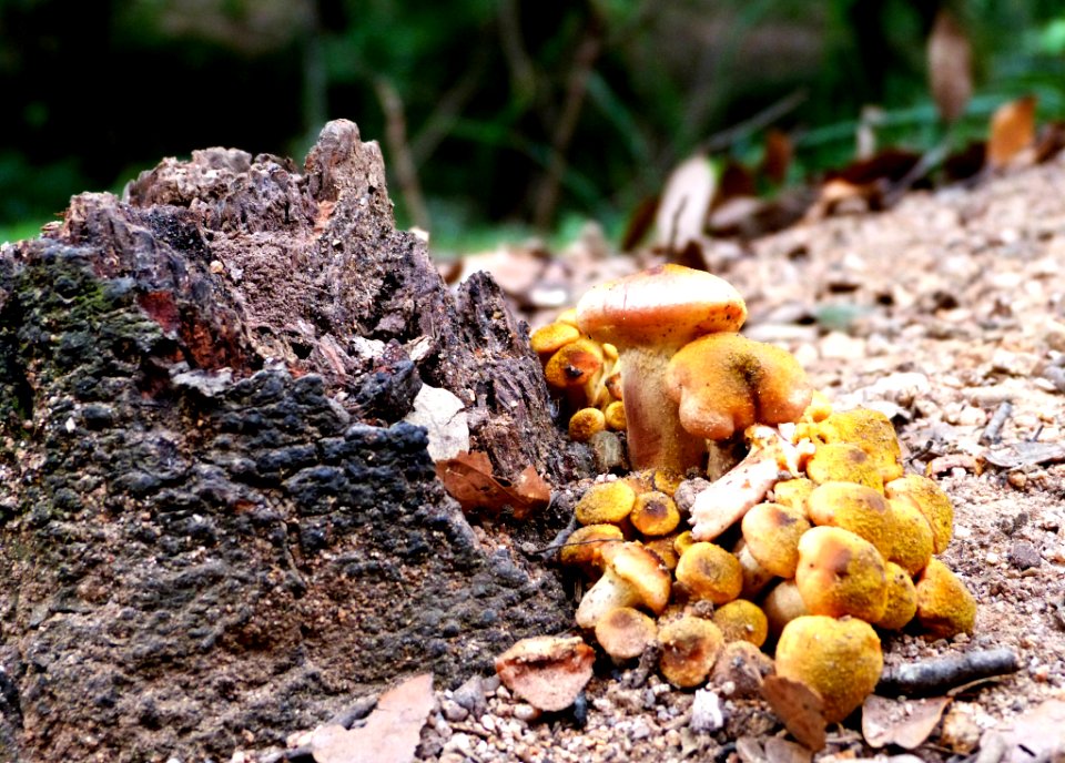 Hiking At Gualba (Montseny)