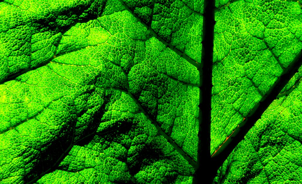 Gunnera Tinctoria Leaf