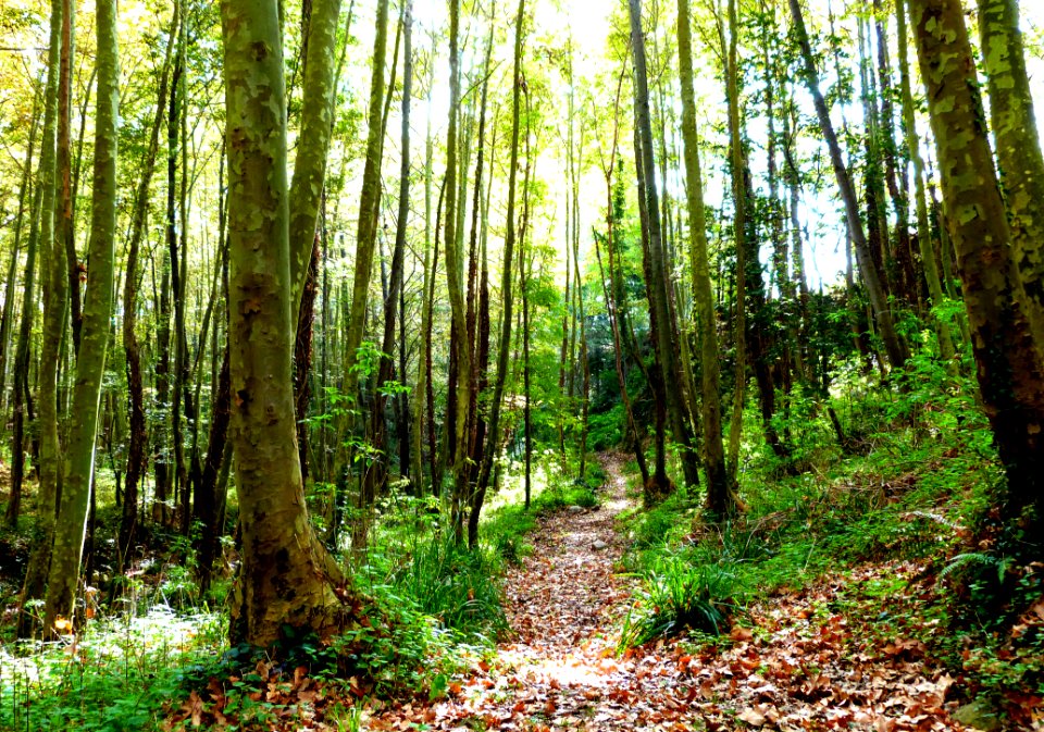 Hiking At Gualba (Montseny)