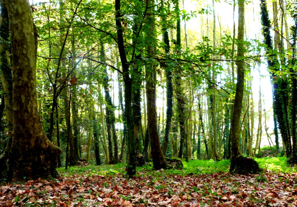 Hiking At Gualba (Montseny)