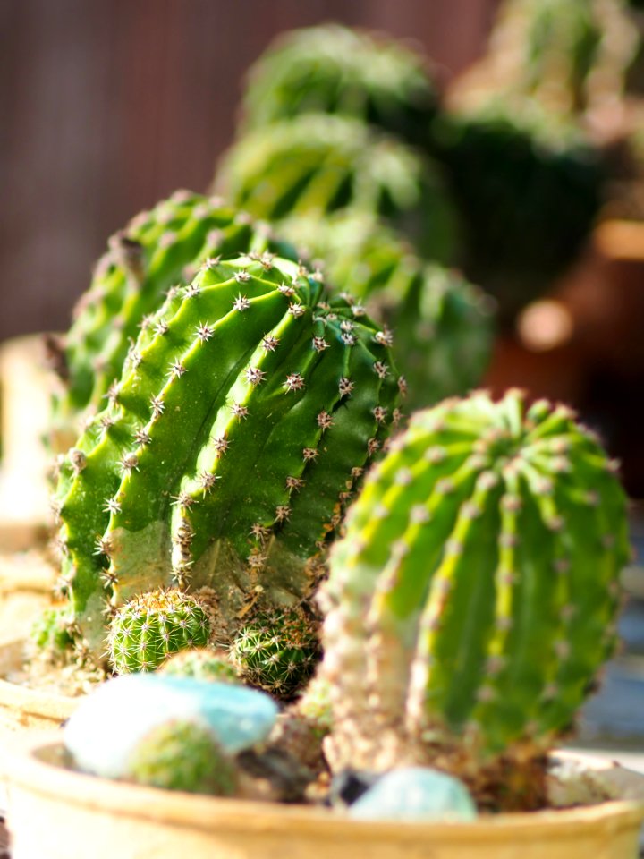 Plant Photograph Houseplant Light