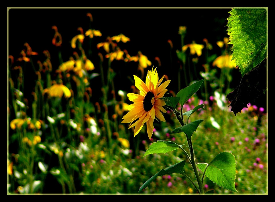 Plant yellow bloom