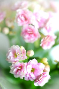 Flowers photo
