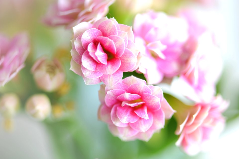 Flowers photo